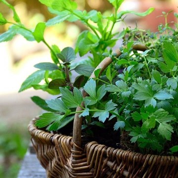 How To Keep Your Herbs Fresh